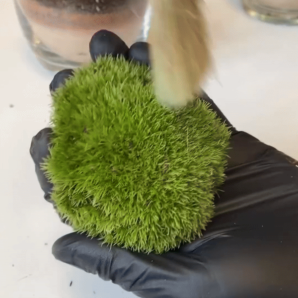 Musgo bola para decoraciones naturales en casa