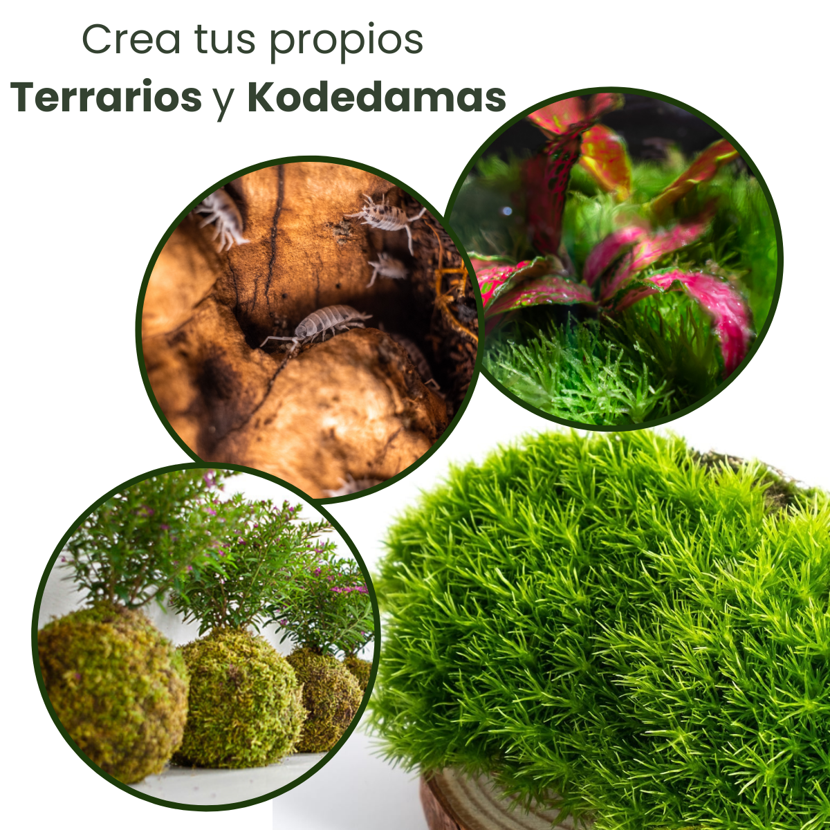 musgo premium verde para terrarios