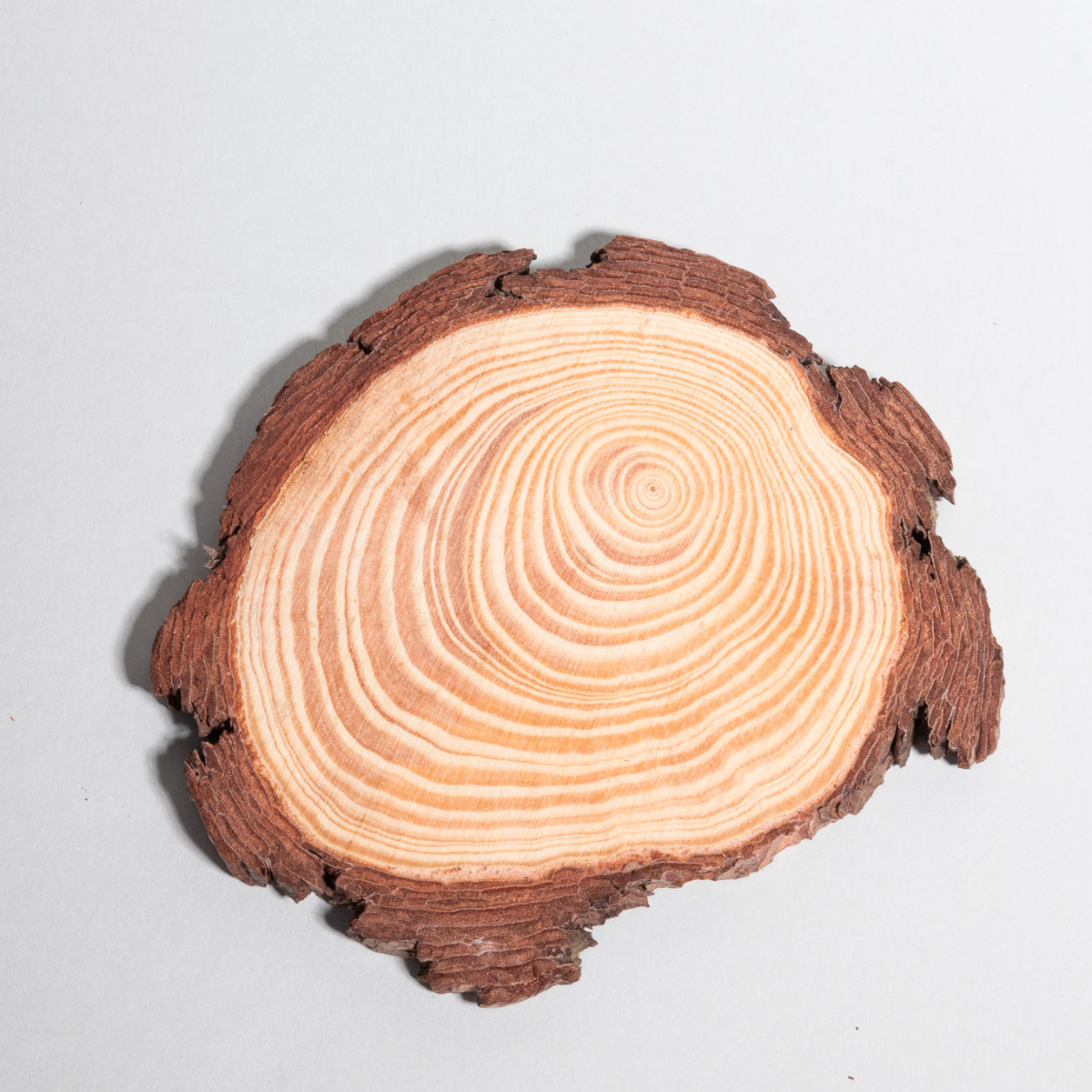 madera para decoración de terrarios