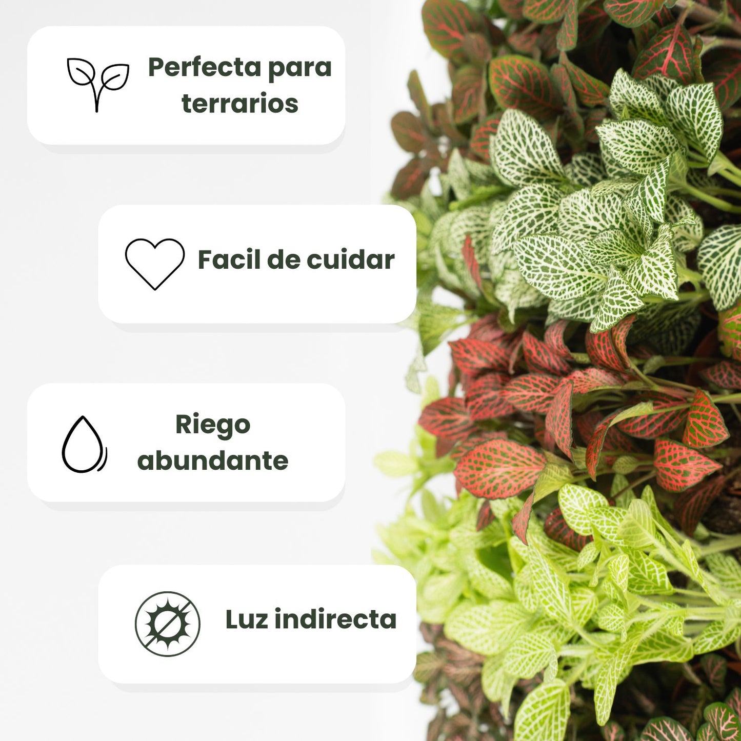 cuidado fitonia