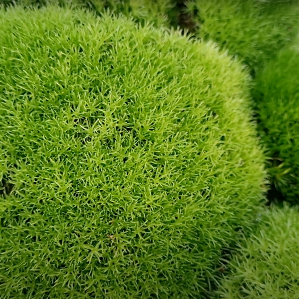 crea kodedama