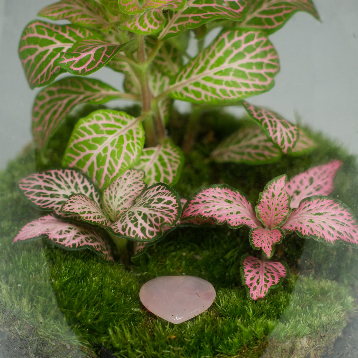 Pacote TerraNova + Base de Madeira + MiniTerra + Pulverizador