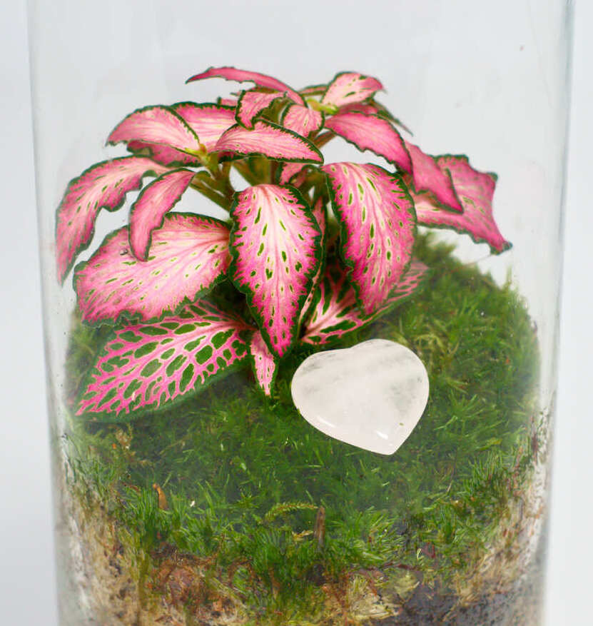 Pack EcoTerra + Base Madera + MiniTerra + Pulverizador