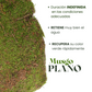 Musgo Plano