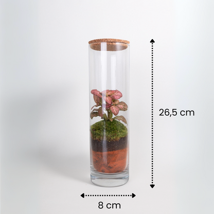 eco terra con musgo