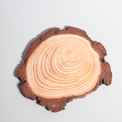 rodajas de madera decorativa