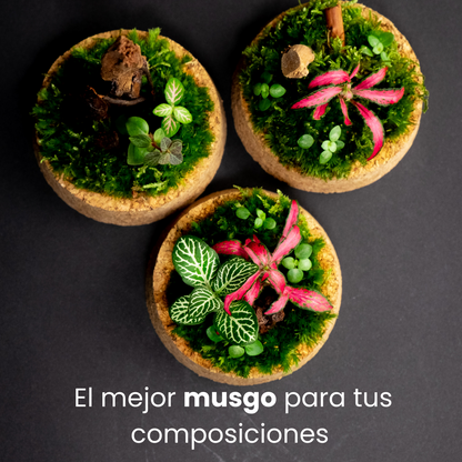 el mejor musgo para plantas