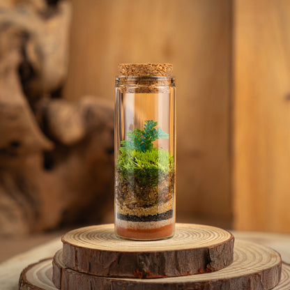 miniterra terrario
