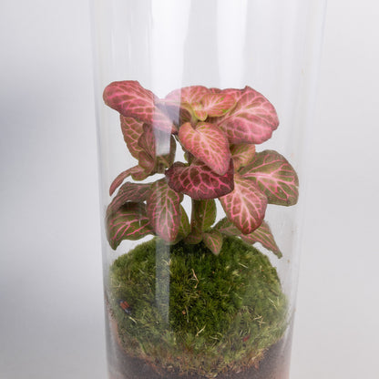 terrario eco terra pequeño
