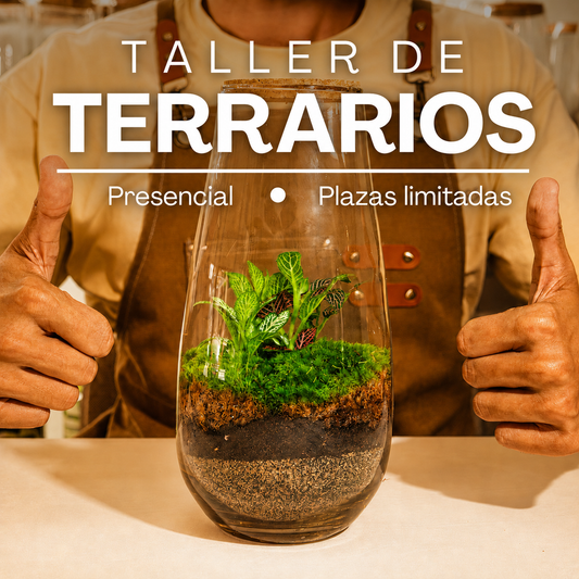 Taller de Terranova