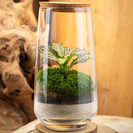 Pack Terra + Microscopio + Base de Madera