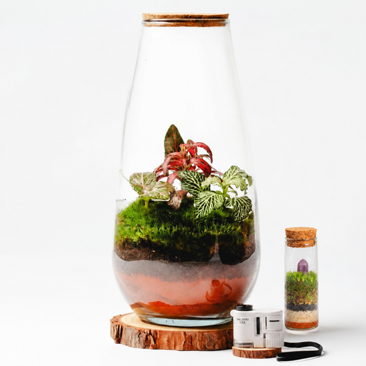 Pack TerraNova con microscopio, base de madera y microterrario con gema rosa