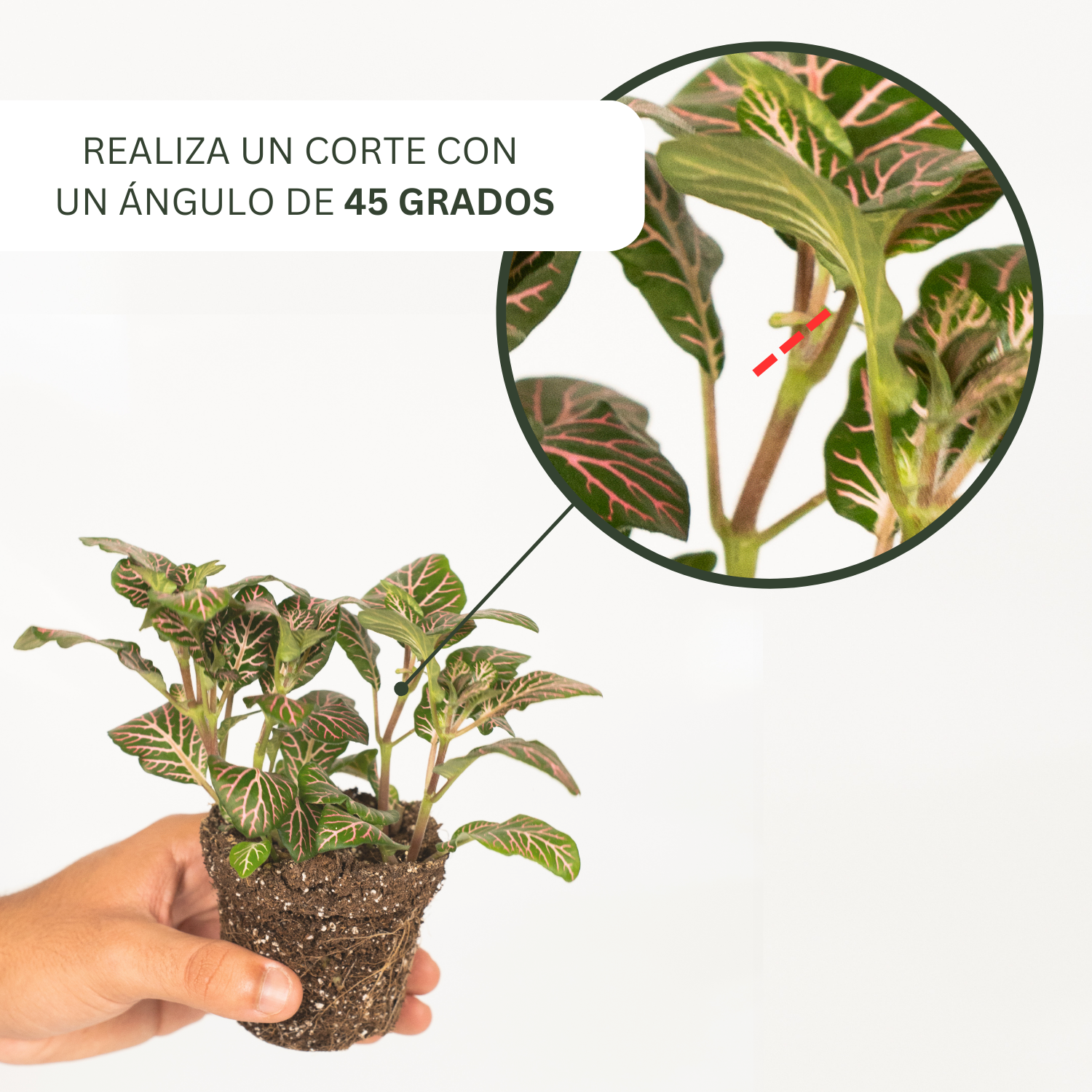 Terrario artesanal de vidrio con plantas vivas