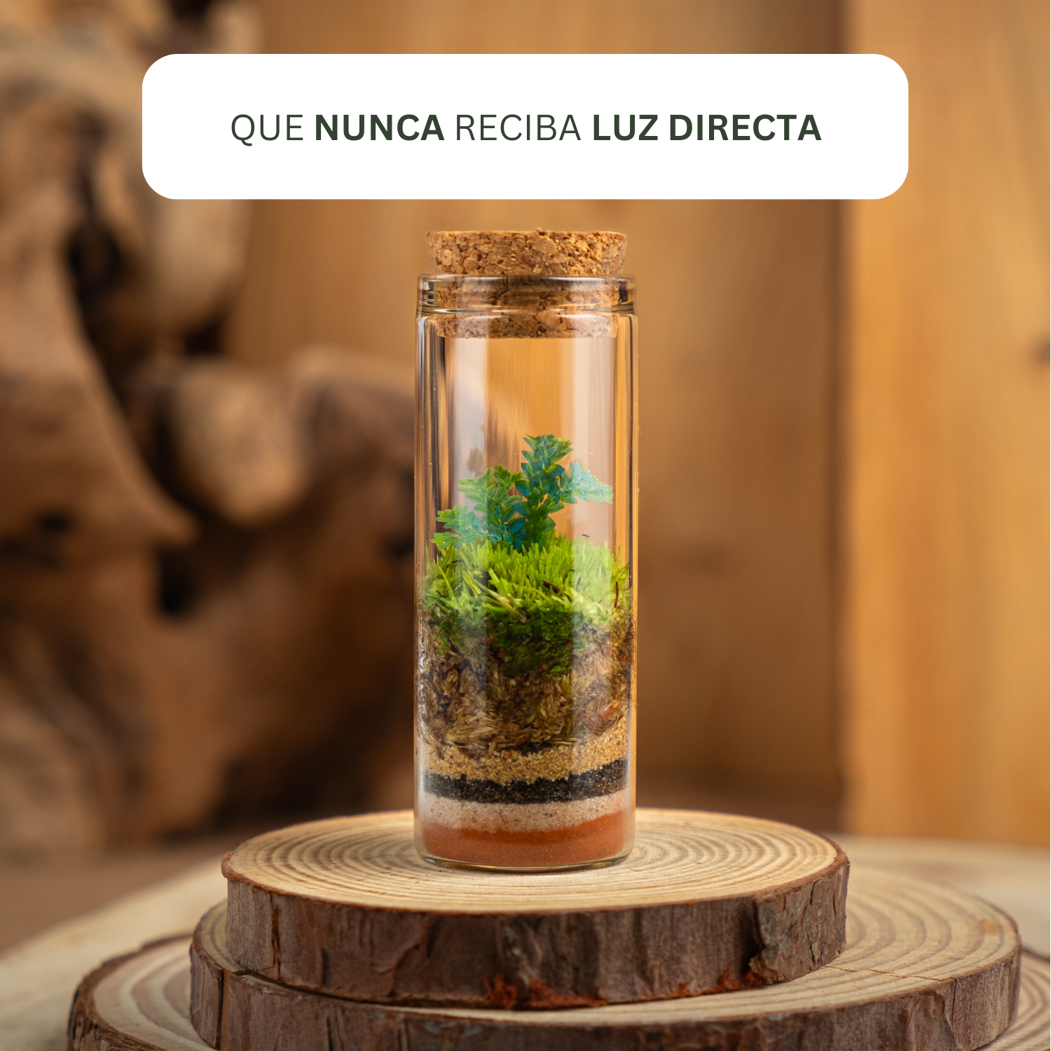 Terrario EcoTerra de cristal con plantas vivas